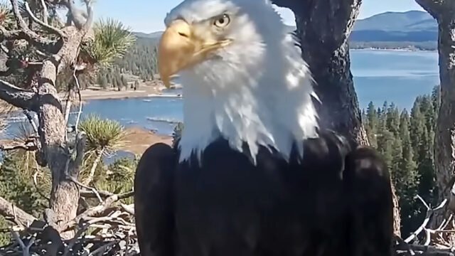Social Media Mourns the Loss of Jackie the Eagle, a Global Birding Sensation